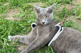 Ovo je Grej. Mačak koji je otišao u novosadsku mornaricu, pa se predomislio