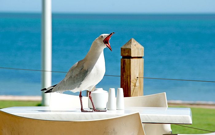 Galeb spasao muškarca da ne bude uhapšen, iz ruke mu oteo marihuanu