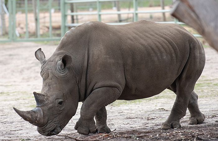 FOTO: Posetioci zoo vrta urezali ime u leđa nosoroga
