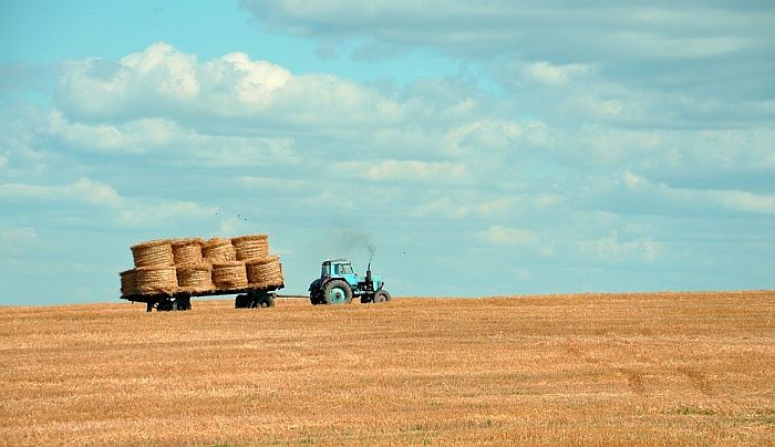 Ministarstvo poljoprivrede: Naturalna razmena pšenice i kukuruza