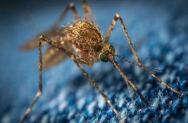 Stanovnici Vukovara ne mogu da žive od komaraca, traže proglašenje elementarne nepogode