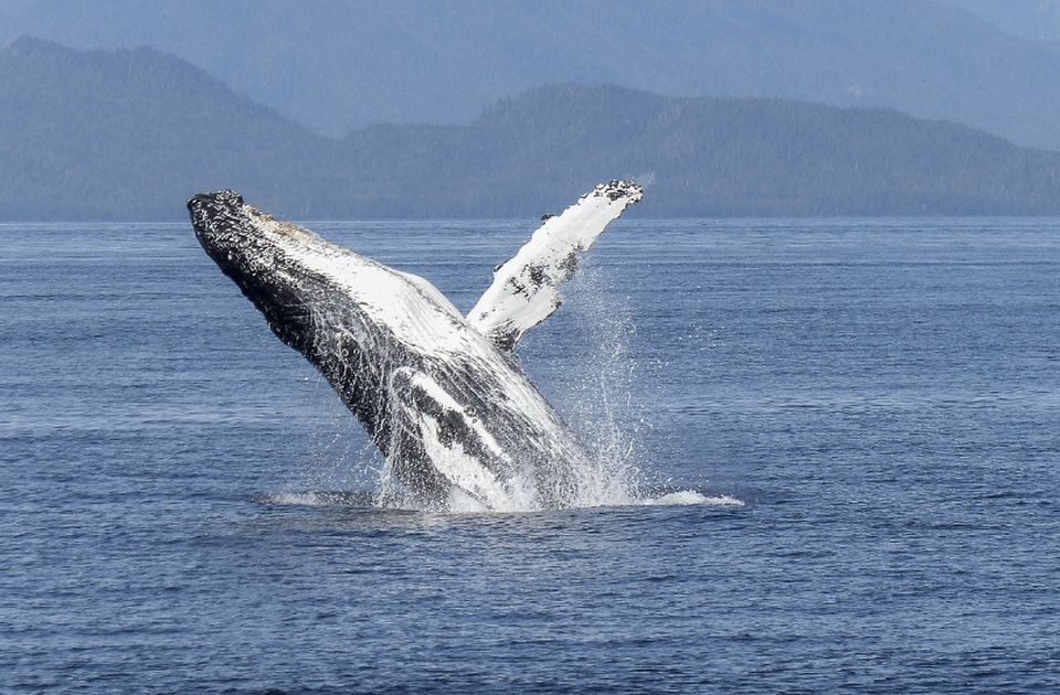 VIDEO: U Australiji spasen grbavi kit zarobljen u mreži za ajkule