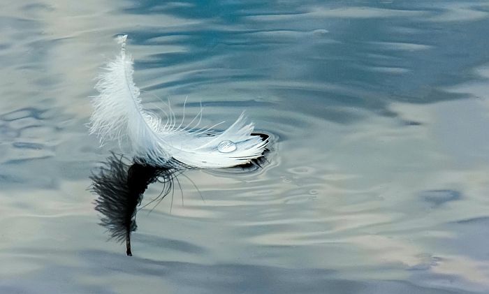 Zrenjanin: Na jezeru pronađen mrtav labud, ispituje se od čega je uginuo