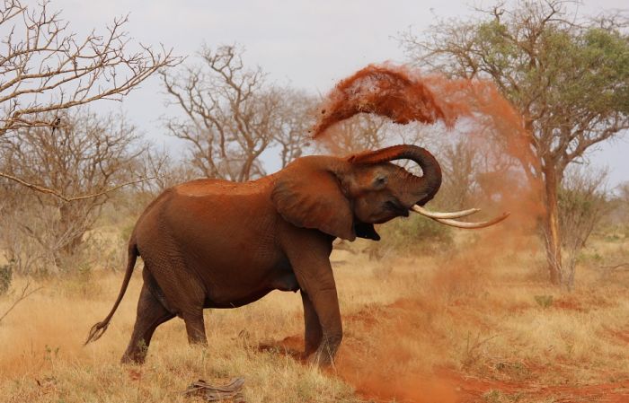 Većina zemalja za zabranu prodaje divljih slonova zoo vrtovima
