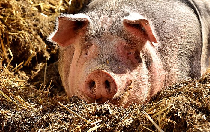  Nedimović: Afrička kuga svinja pod kontrolom u Srbiji