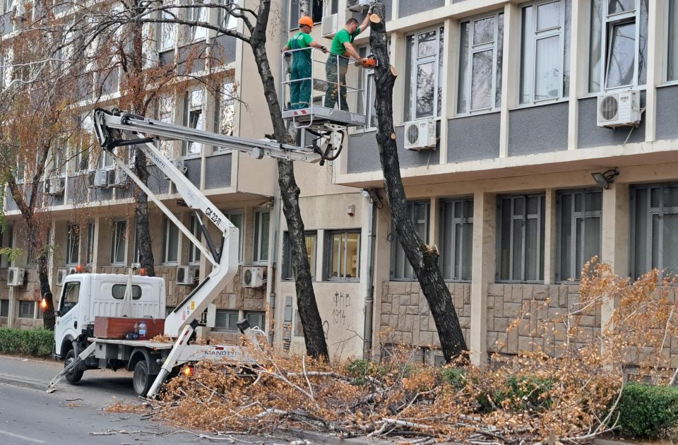 FOTO: "Zelenilo" poseklo breze na Žitnom trgu, kaže - zbog ekstremne suše