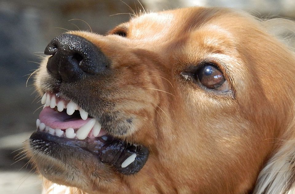 Pas koji je usmrtio vlasnicu smešten u kragujevačku 