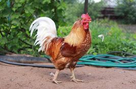 Britanka dobila opomenu jer njen petao kukuriče preglasno