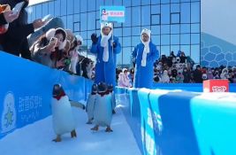 VIDEO: Parada pingvina u susret Kineskoj novoj godini