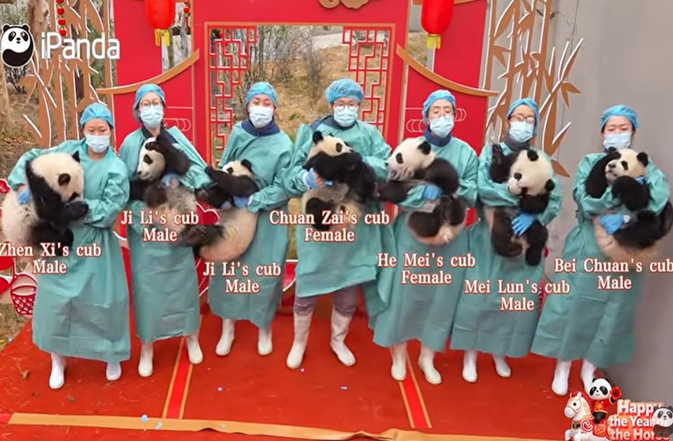 VIDEO: Bebe pande debitovale na televiziji - u čast kineske Nove godine