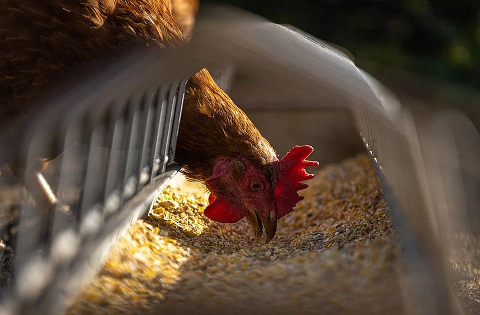 Uzgajivači živine u Srbiji u strahu da će morati da zatvaraju farme