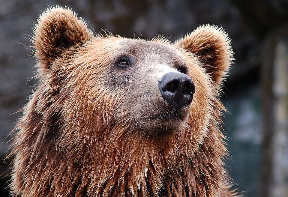 Medved se poprilično približio Zagrebu, lovci prate njegovo kretanje