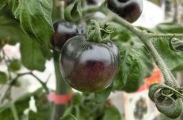 Crni paradajz od skoro se gaji i u Srbiji: Kakvog je ukusa?