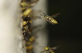 Dva muškarca preminula nakon uboda osa u Beogradu: Kada ubod može biti koban?