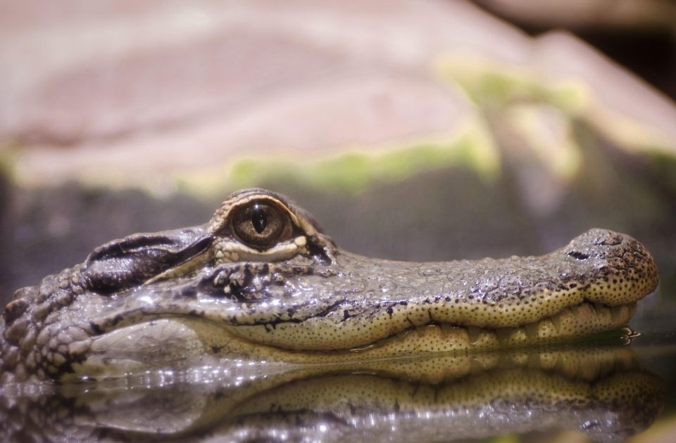 Vlasti španskog grada upozorile građane da budu na oprezu zbog kajmana