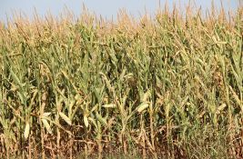 Moguća pojava aflatoksina u kukuruzu