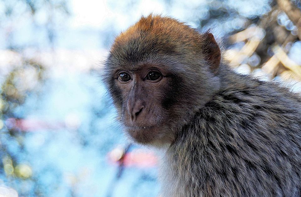 Ženka majmuna prvi put vođa čopora u poslednjih 70 godina