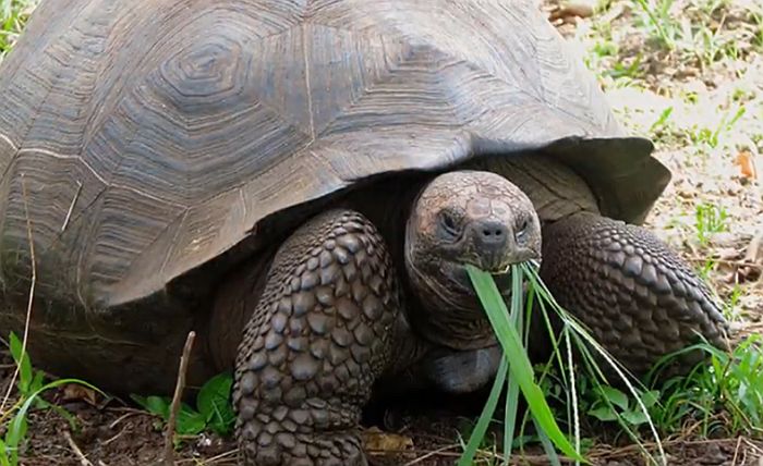 VIDEO: Pronađena kornjača za koju se mislilo da je izumrla 