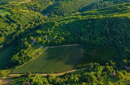 VIDEO: Prodaje se kvalitetan vinograd na Stražilovu - merlot, šardone, breskva, šuma