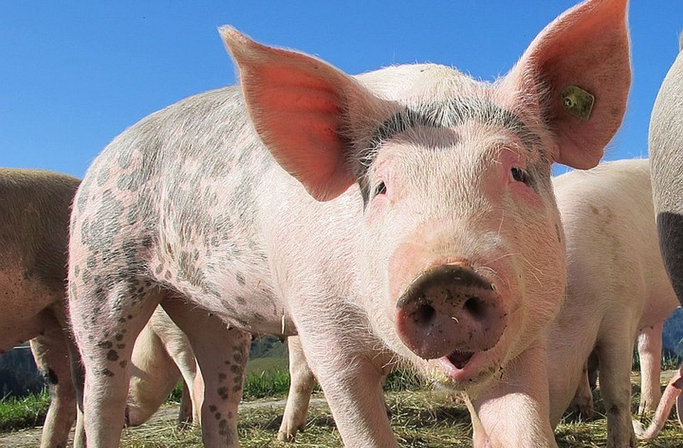 Za sedam meseci u Srbiju uvezeno 18.000 tona svinjetine i 177.000 prasadi