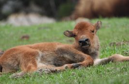 Posetilac parka Jelouston spasao bebu bizona - on kažnjen novčano, a životinja ubijena