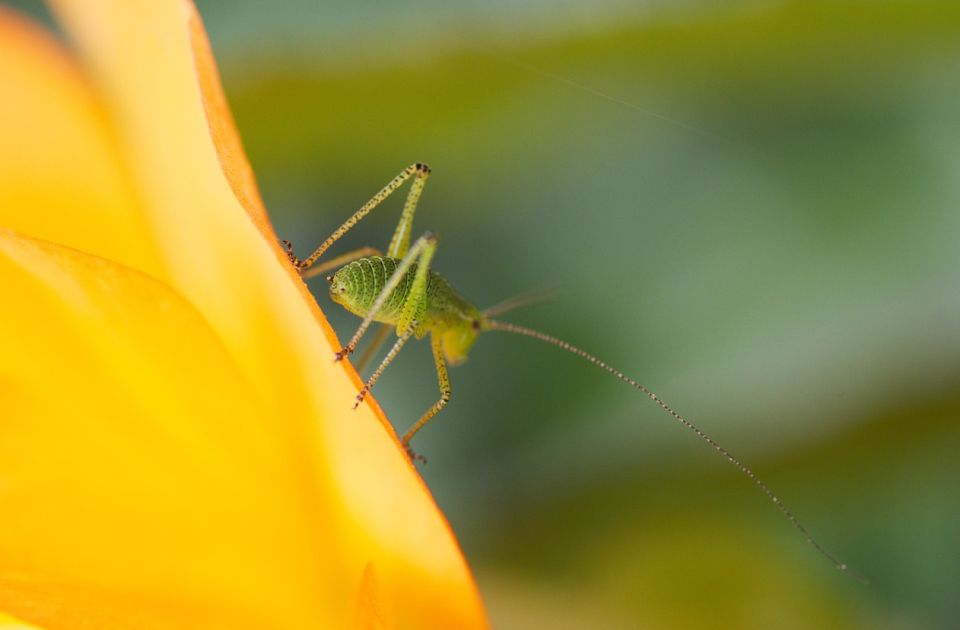 Da li i insekti osećaju bol? 