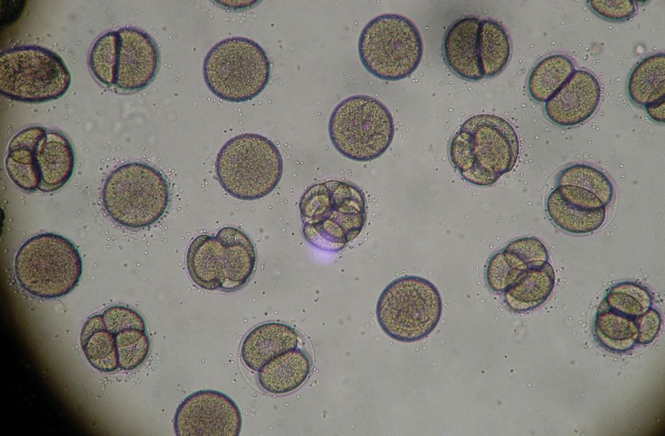 Kina započela prvi svemirski eksperiment sa humanim veštačkim embrionima