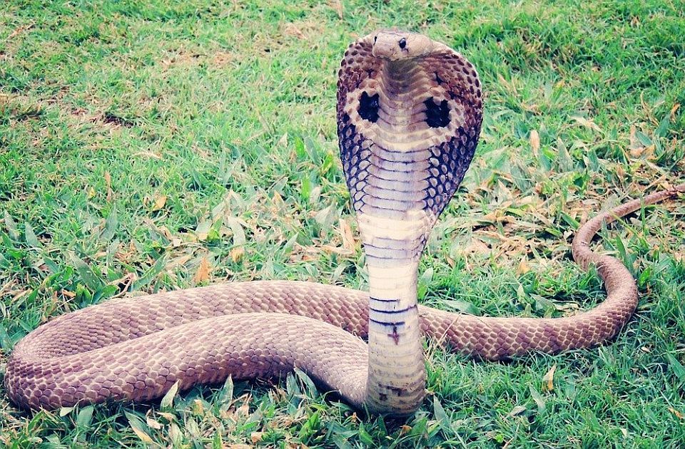 U gradiću u Francuskoj panika zbog otrovne kobre: Zatvoreni škola, groblje, parkovi...