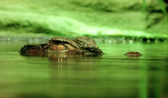 Krokodil usmrtio sveštenika tokom krštenja na jezeru