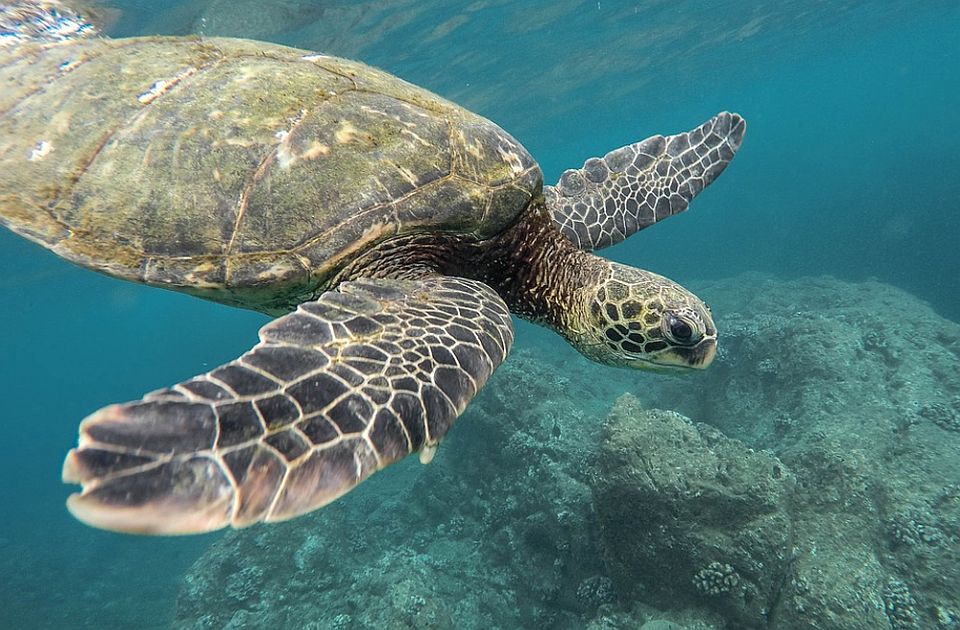Osmoro dece i jedna žena umrli na Zanzibaru nakon štro su jeli meso morske kornjače
