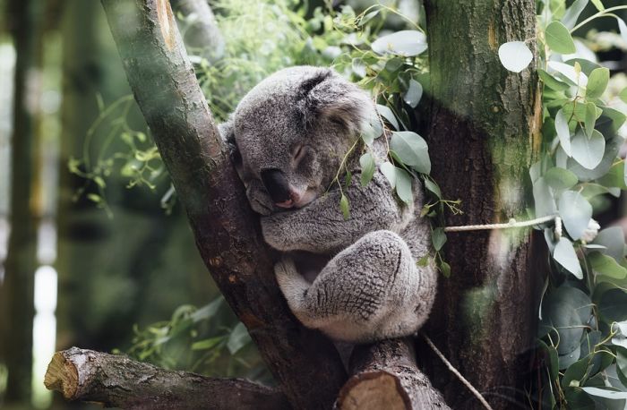 Požari i suša uništili 80 odsto staništa koala, smatraju se 