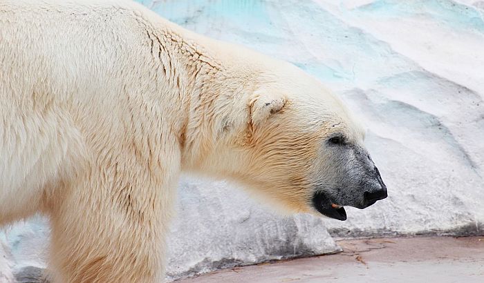 Uginulo mladunče polarnog medveda u Berlinu