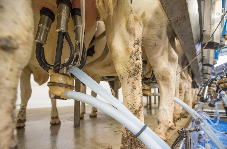 FOTO: Farmeri širom Srbije prosipali mleko jer su im prevoznici otkazali prevoz do mlekara