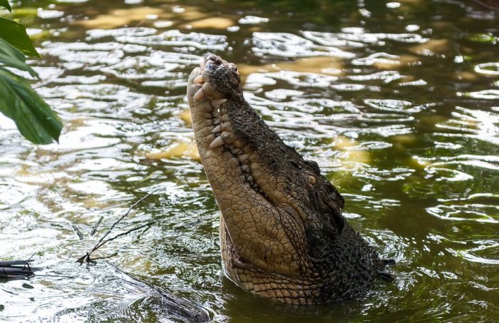 Selidba oko 300 krokodila zbog turista