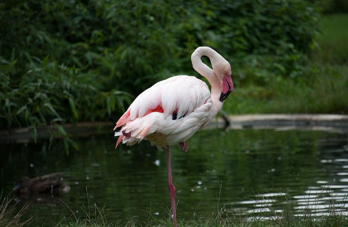Zašto flamingosi stoje na jednoj nozi?