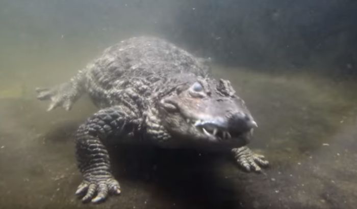 VIDEO: Par krokodila nikako da dobije potomstvo već 50 godina, naučnici otkrili zašto