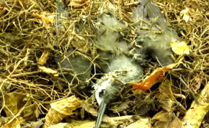 VIDEO: Tropsko drvo koje "ubija" ptice koje slete na njega