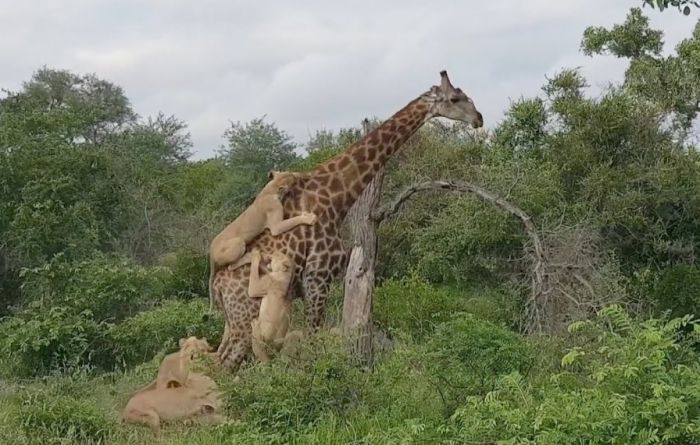 VIDEO: Žirafa se nakon četiri sata borbe odbranila od lavova 