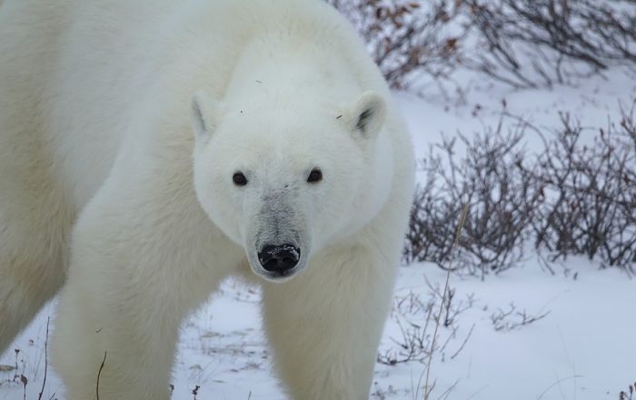 Vanredno stanje u delu Rusije zbog invazije polarnih medveda