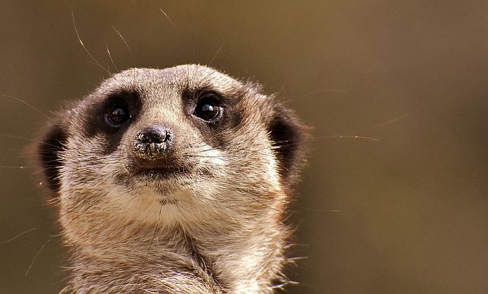 Dečak ubio trudnu ženku merkata u zoo vrtu