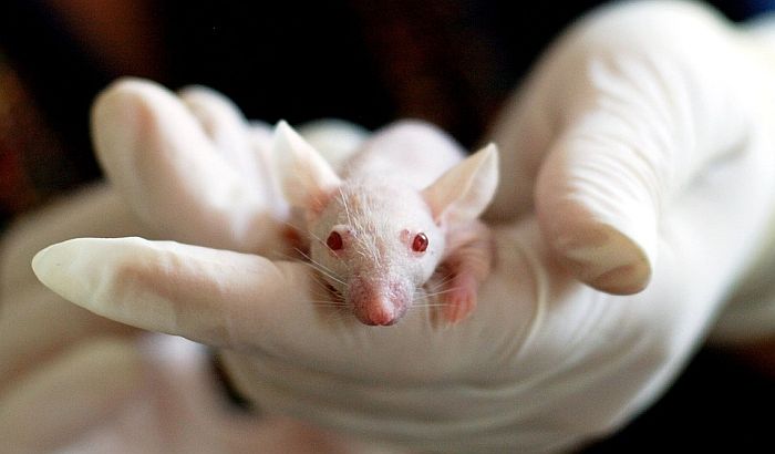 EP traži zabranu testiranja kozmetičkih proizvoda na životinjama