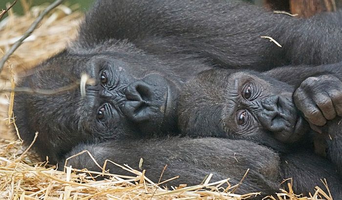 Raste broj planinskih gorila, ugrožene vrste