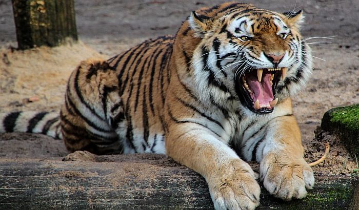 Životinje pobegle iz zoo vrta u Nemačkoj, građanima se savetuje da ostanu u kućama