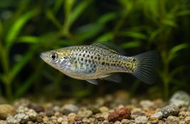 Naučnici utvrdili kako potpuno ženska riba nastavlja da klonira samu sebe