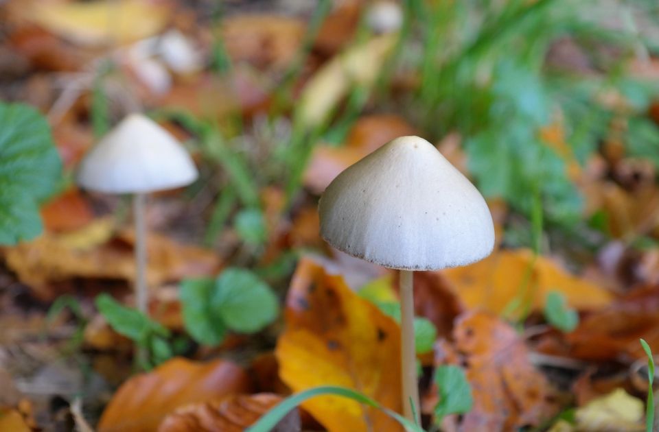"Magične pečurke" pomažu u lečenju zavisnosti od kokaina