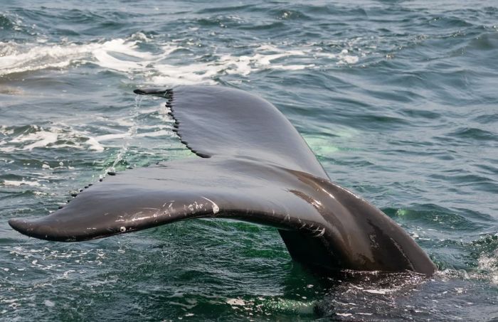 VIDEO: Mrtav kit pronađen na obali Temze
