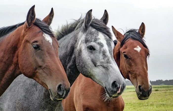 Austrija odustala od konjičke policije, ne zna šta će s konjima