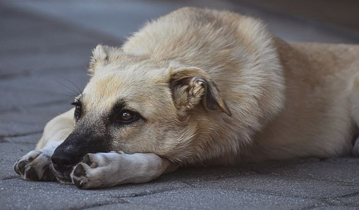 Temerin posao zbrinjavanja pasa lutalica dao firmi kojoj je bio zabranjen rad u ovom mestu