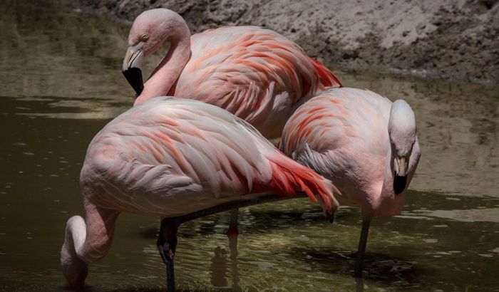 Tropske vrućine podstakle andske flamingose da izlegu jaja