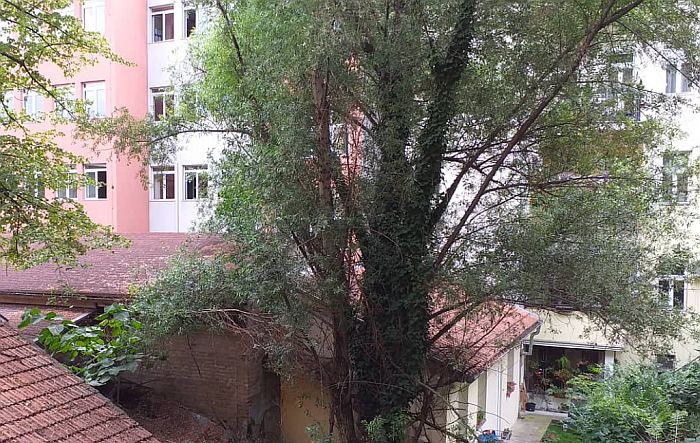 Stanari iz Ilije Vučetića traže od Grada da se ukloni stablo topole iz njihovog dvorišta
